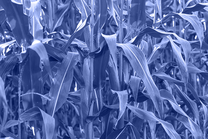 Corn Field Close Up