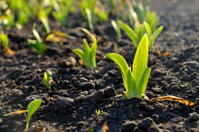 Green Grass Close Up In Spring